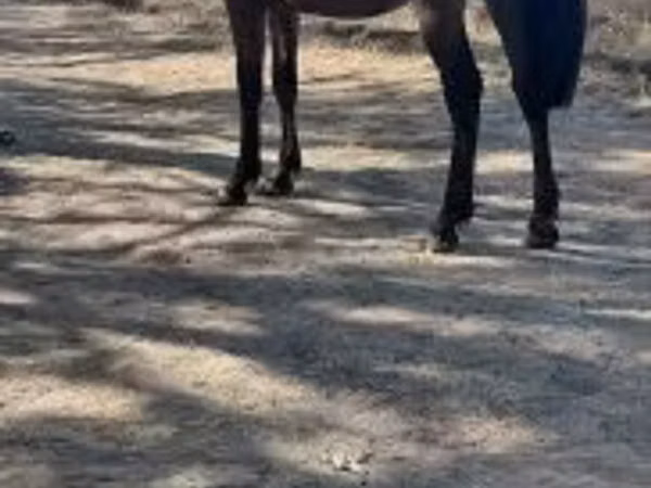 Cheval, Chevaux