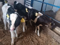 காளை, Russian Black pied cattle — புகைப்படம் 4