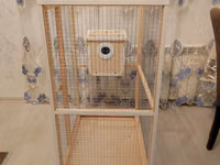 Papuqay,dovşan,hamster,şinşila,bildirçin,cücə,xamyak,pişik,quş,tısbağa — الصورة 4