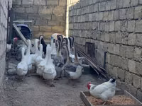 Geese — zdjęcie 1