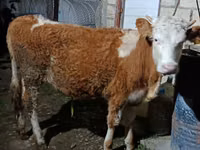ძროხა, Simmental cattle — ფოტო 2