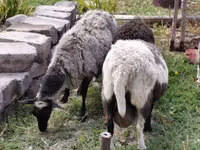 ცხვარი, Romanov sheep — ფოტო 7