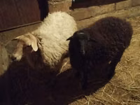 Oveja, Ovejas — foto 5
