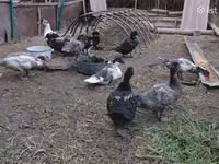 Turkeys — foto 2