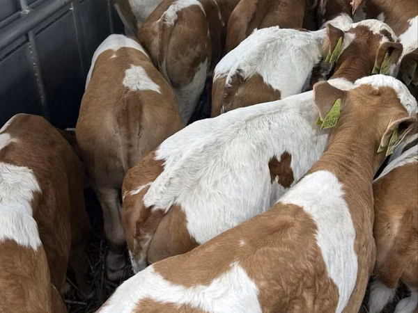Taureau, Simmental cattle