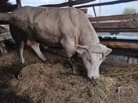 Býk, Charolais cattle — foto 4