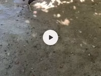 Chickens — foto 2