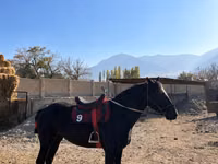 Horse (M), Horses — photo 4