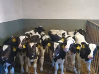 ثور, Russian Black pied cattle — الصورة 4