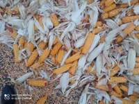 Продаю кукуруза 🌽 Пионер сухой,1кг по 13сом адрес КАРА Балта,40тонна — zdjęcie 2