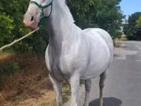 Madyan, Lipizzaner — foto 2