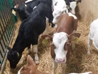 Skot (série, pohlaví neuvedeno), Simmental cattle — foto 4