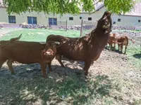 Sığır (parti, cinsiyet belirtilmedi), Dexter — foto 4