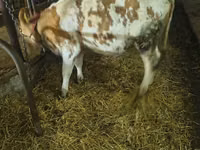 Krava, Simmental cattle — foto 3