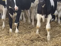 Buqa, Russian Black pied cattle — 3-rasm