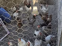 Chickens — foto 3