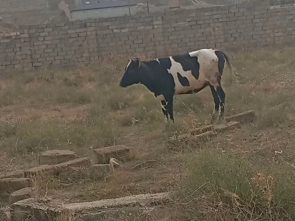 பசு, Russian Black pied cattle