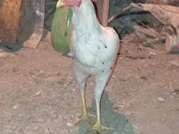 Chickens