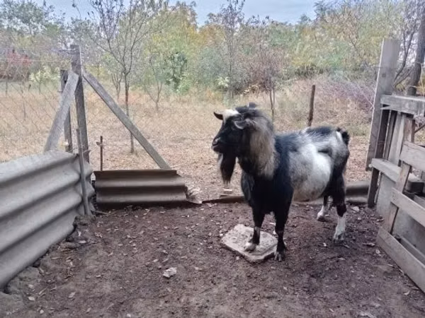 Kozioł, Kozy