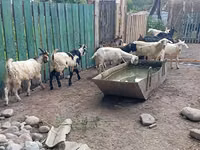 Boucs, Pomellata goat — photo 7