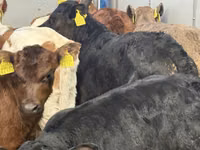 Skot (série, pohlaví neuvedeno), Simmental cattle — foto 4