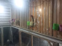 Chickens — foto 5