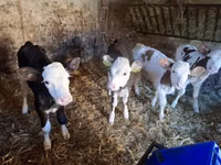 Krava, Simmental cattle — foto 5