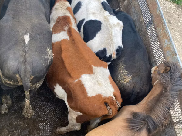 公牛, Cattle