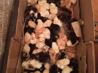 Chickens — foto 1