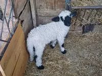 Carneiro, Wallis Country sheep — foto 3