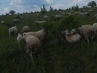 Beran, Merino sheep — foto 6