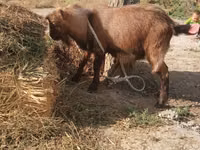 Cabra, Alpine goat — foto 1
