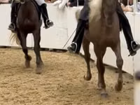 Kůň, Rocky Mountain Horse — foto 2