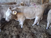 ხარი, Charolais cattle — ფოტო 2