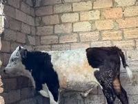 ثور, الماشية — الصورة 2