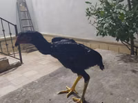 Shamo chickens — foto 3
