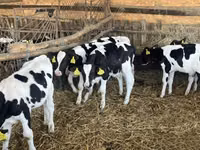 Taureau, Russian Black pied cattle — photo 4