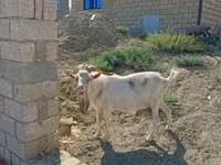 Taka, Saanen goat — 4-rasm