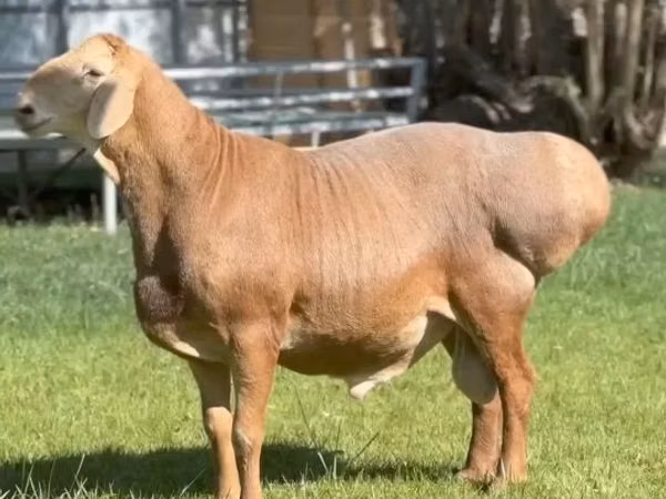 Bélier, Rhon sheep