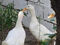 Alman Pekin — foto 1