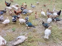 Ducks — foto 3