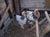 Brahma — foto 1