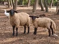ஆண் ஆடு, Suffolk sheep — புகைப்படம் 3