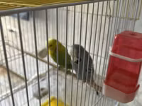 Təmiz qan Çex tutuquşuları satılır 🦜 Quşlar çox sağlam, aktiv və — zdjęcie 3