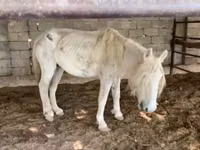 Atlar (partiya, cinsi göstərilməyib), Atlar — foto 1