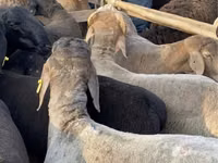 أغنام (دفعة، الجنس غير محدد), Arashan sheep — الصورة 3