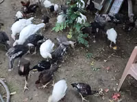青铜色 — 照片 1