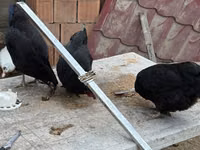 Chickens — 1-rasm