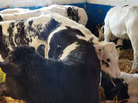أبقار (دفعة، الجنس غير محدد), Simmental cattle — الصورة 3