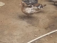 Ducks — புகைப்படம் 3
